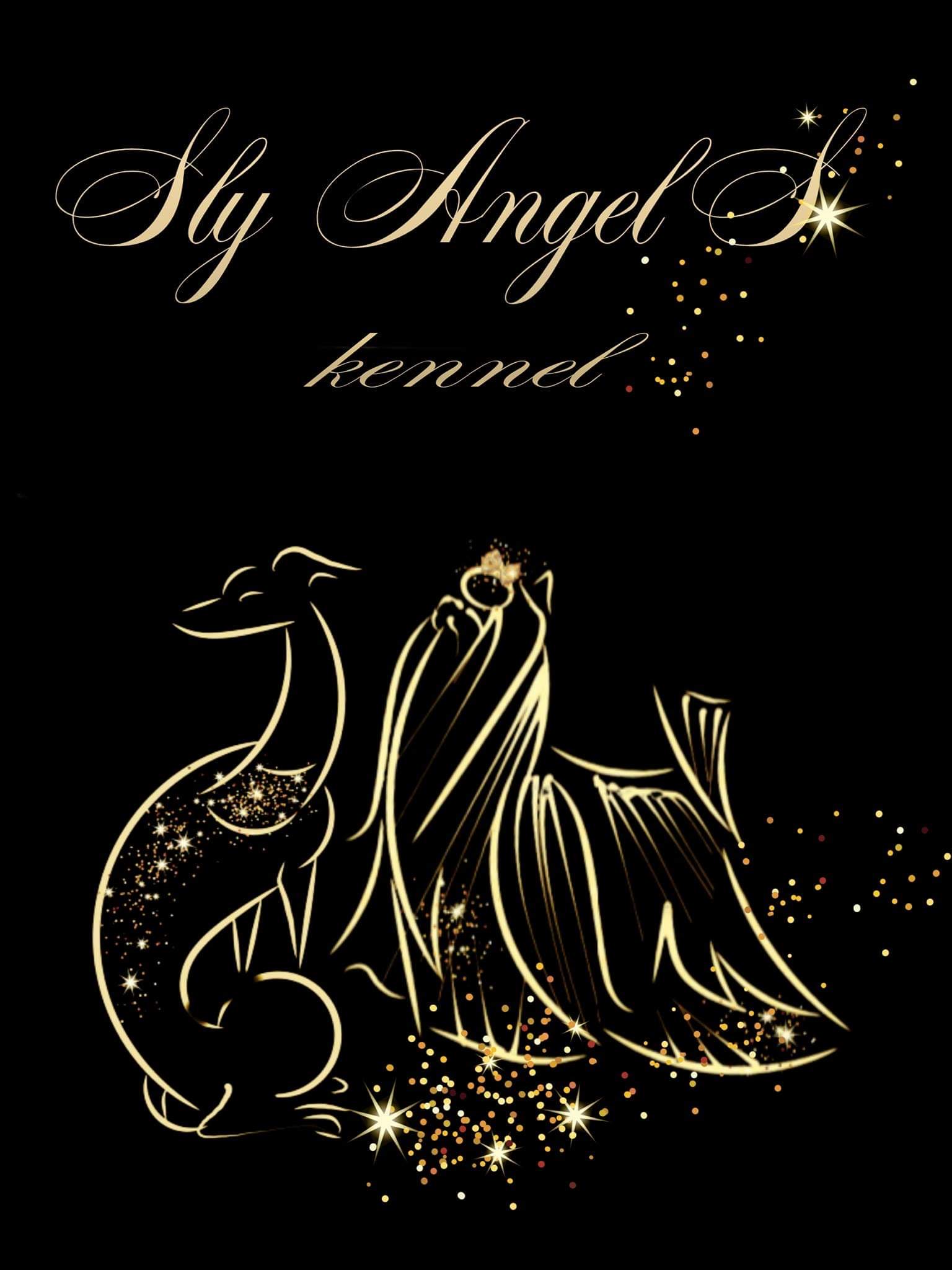Sly AngelS &mdash; Labaza DogPedigree YorkshireTerrier