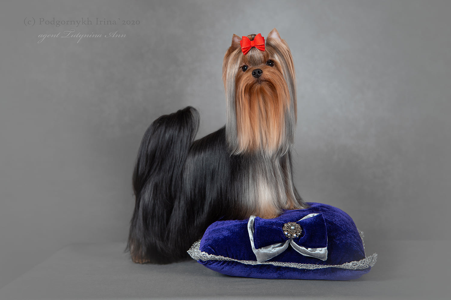 Laranta LARANTA TRUST IN ME &mdash; Labaza DogPedigree YorkshireTerrier