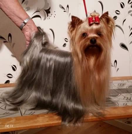 Zue Doggy-Booms Zue Doggy-Booms Debut Pour La Belle &mdash; Labaza DogPedigree YorkshireTerrier