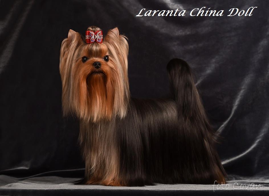 Laranta Laranta China Doll &mdash; Labaza DogPedigree YorkshireTerrier