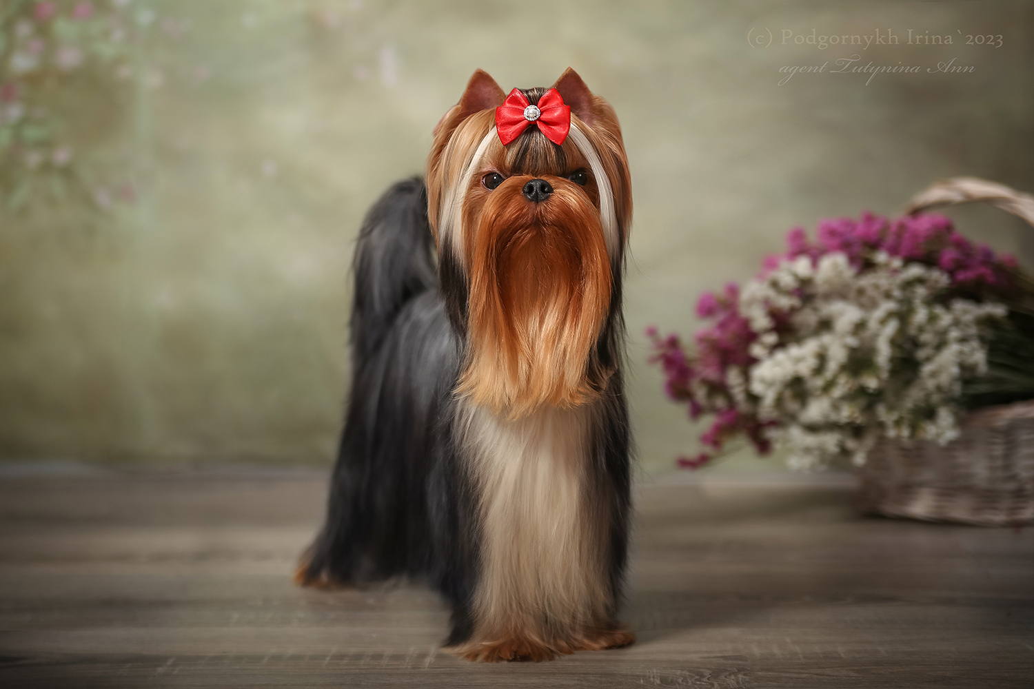 Laranta LARANTA BABETTA &mdash; Labaza DogPedigree YorkshireTerrier