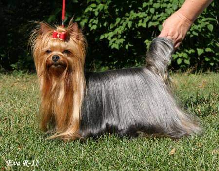  Belle France Du Gue De L'Adour &mdash; Labaza DogPedigree YorkshireTerrier