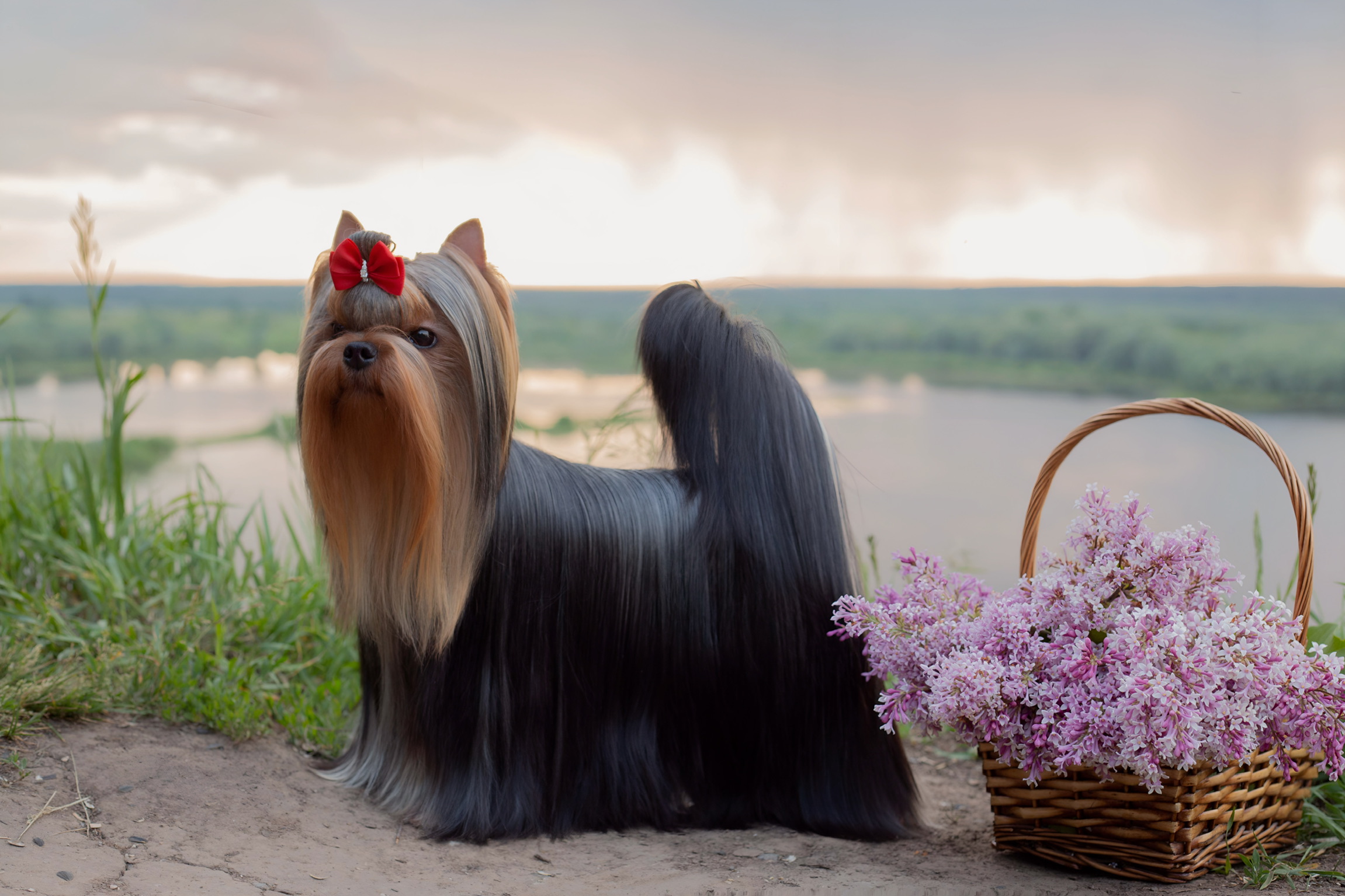 Royal Fireworks ROYAL FIREWORKS GODDESS &mdash; Labaza DogPedigree YorkshireTerrier