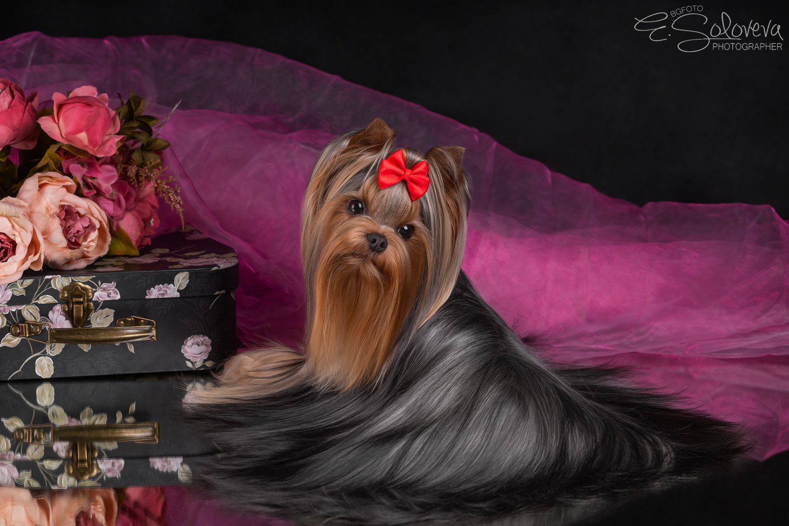 Elegant Baubles ELEGANT BAUBLES XMAS SWEETIE &mdash; Labaza DogPedigree YorkshireTerrier