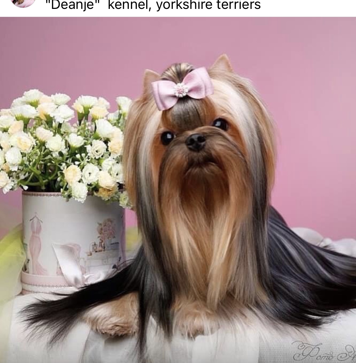 DEANJE DEANJE CHINA DOLL &mdash; Labaza DogPedigree YorkshireTerrier
