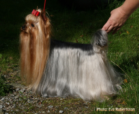 Zue Doggy-Booms Zue Doggy-Booms Jack Of Hearts &mdash; Labaza DogPedigree YorkshireTerrier