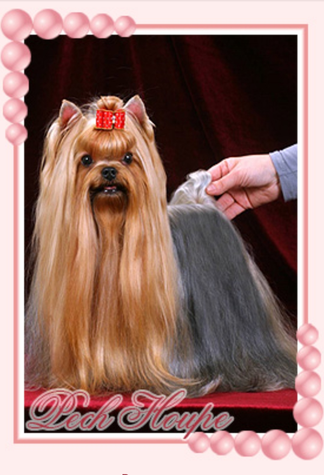 PECH HOUP &mdash; Labaza DogPedigree YorkshireTerrier