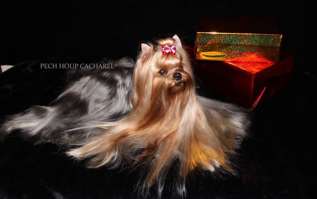 PECH HOUP &mdash; Labaza DogPedigree YorkshireTerrier
