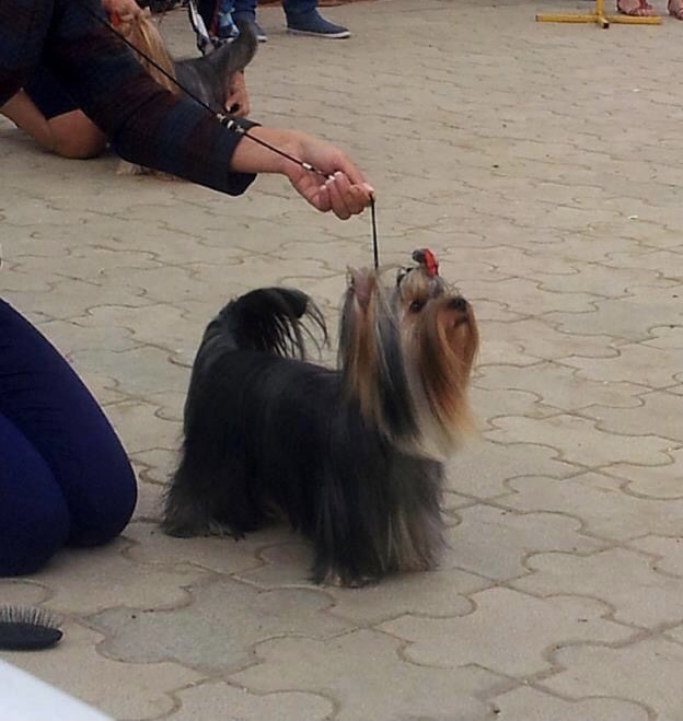 DEANJE DEANJE FLASHMOB &mdash; Labaza DogPedigree YorkshireTerrier