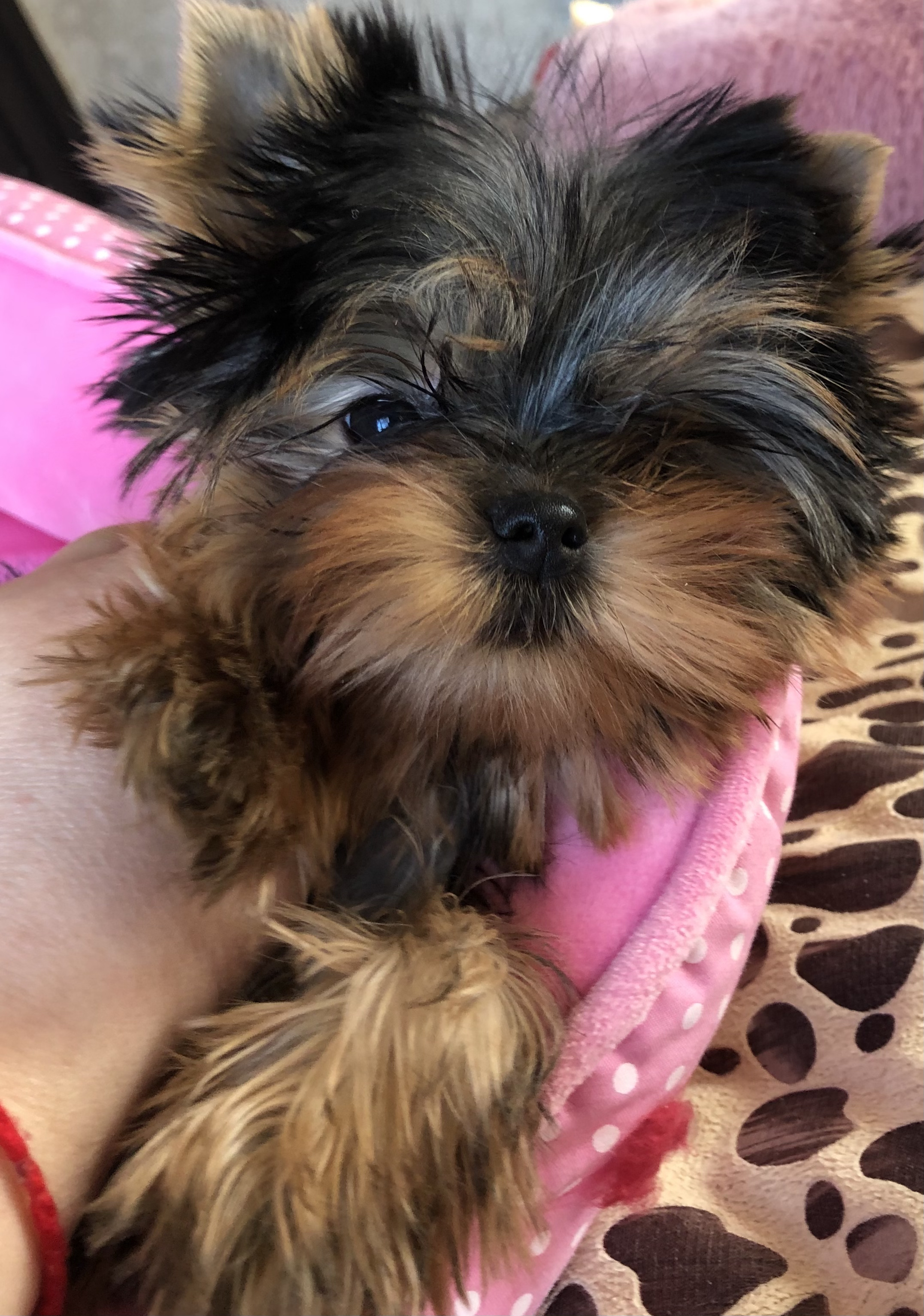 DEANJE DEANJE ADVANTAGE IN EVERYTHING &mdash; Labaza DogPedigree YorkshireTerrier