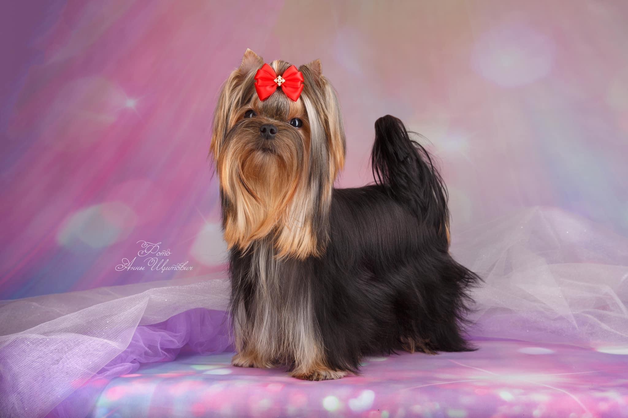 DEANJE DEANJE KAMA SUTRA &mdash; Labaza DogPedigree YorkshireTerrier