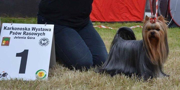 DEANJE DEANJE MAD LOVE &mdash; Labaza DogPedigree YorkshireTerrier