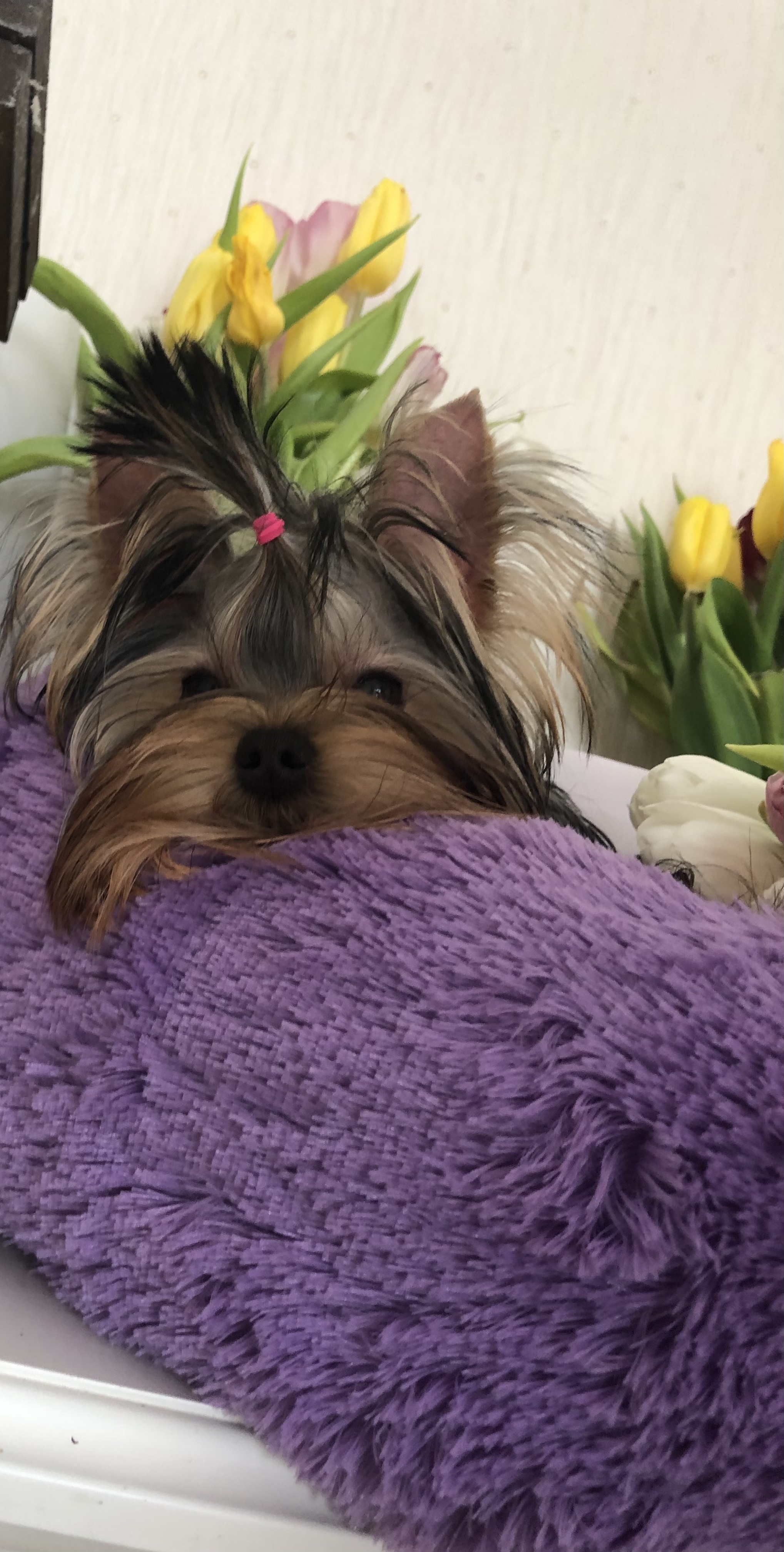 DEANJE DEANJE LOOK AT ME &mdash; Labaza DogPedigree YorkshireTerrier