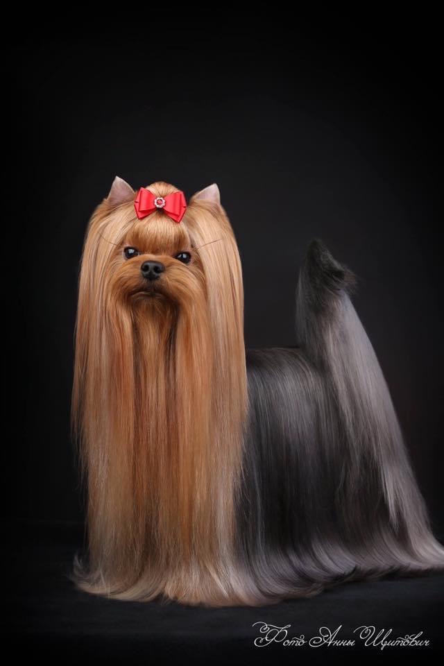 DEANJE DEANJE PRIVATE PERSON &mdash; Labaza DogPedigree YorkshireTerrier