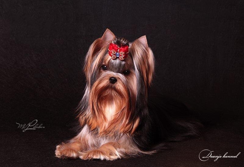 DEANJE DEANJE COMPLIMENT &mdash; Labaza DogPedigree YorkshireTerrier