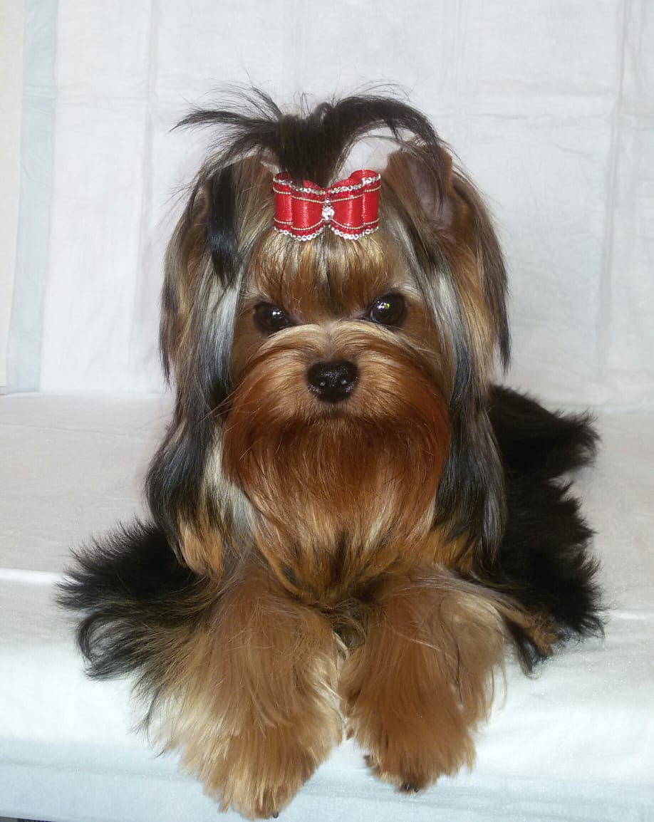 Primavera Incanta Pearl of Wellary Collection &mdash; Labaza DogPedigree YorkshireTerrier