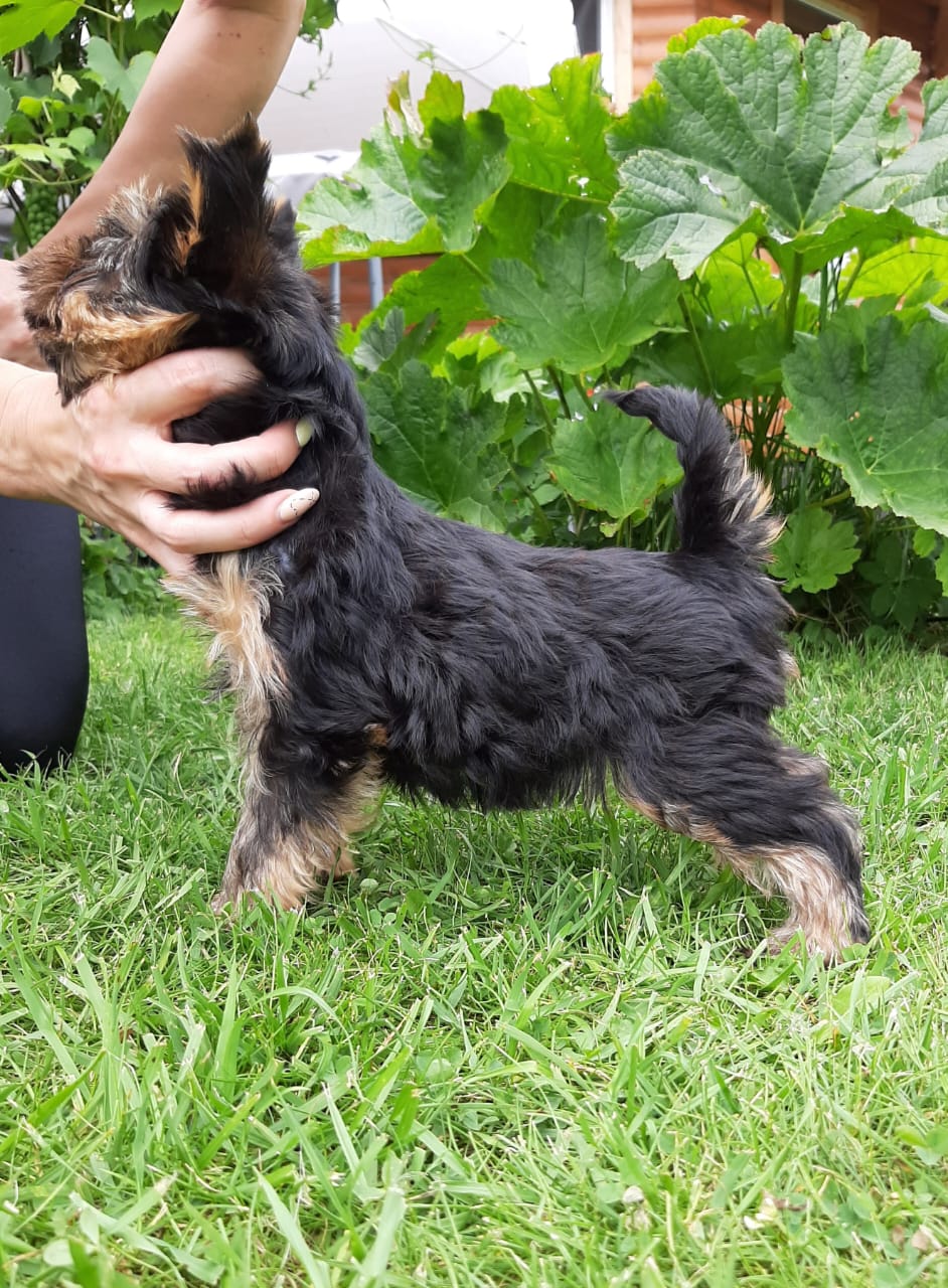 Primavera Incanta Primavera Incanta Florence &mdash; Labaza DogPedigree YorkshireTerrier