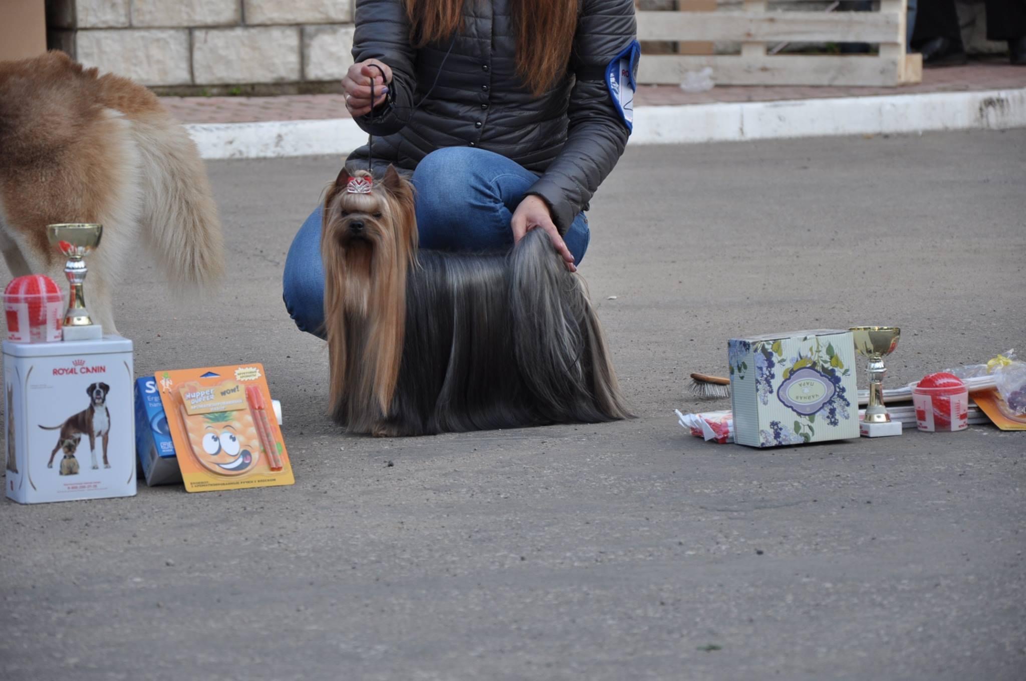 DEANJE DEANJE MAGIC FIRE &mdash; Labaza DogPedigree YorkshireTerrier