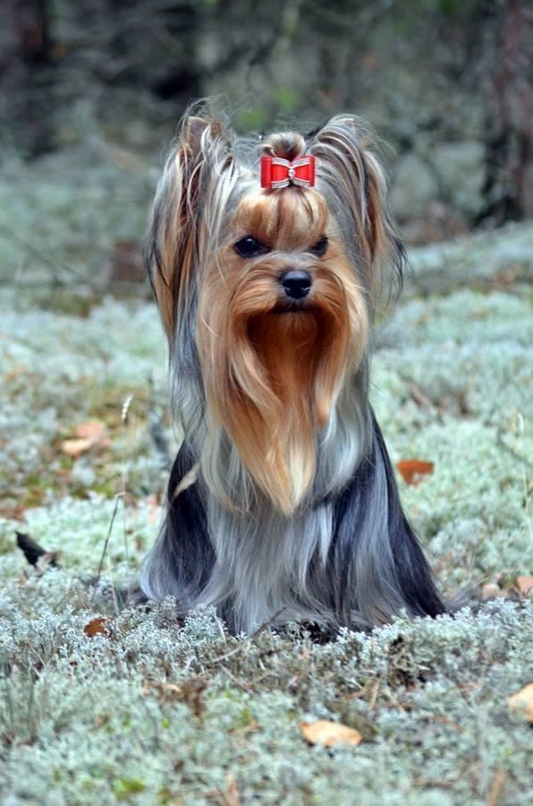 DEANJE DEANJE FLIRT &mdash; Labaza DogPedigree YorkshireTerrier