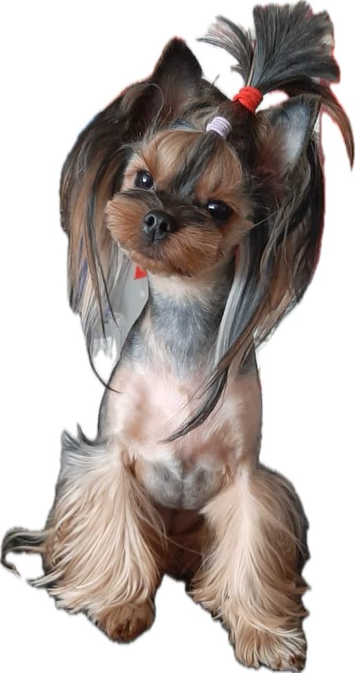 Wellary Welary Frutella &mdash; Labaza DogPedigree YorkshireTerrier