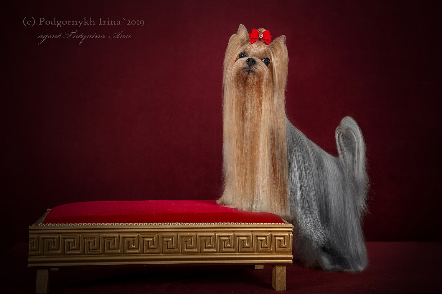 Laranta LARANTA GRATSIOZA &mdash; Labaza DogPedigree YorkshireTerrier