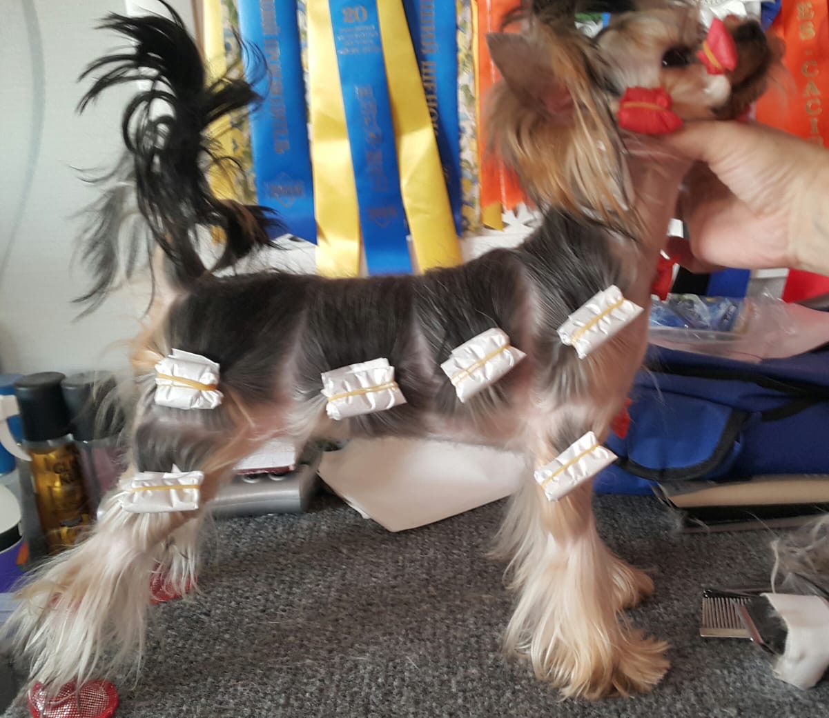 Wellary Wellary Ravenna &mdash; Labaza DogPedigree YorkshireTerrier
