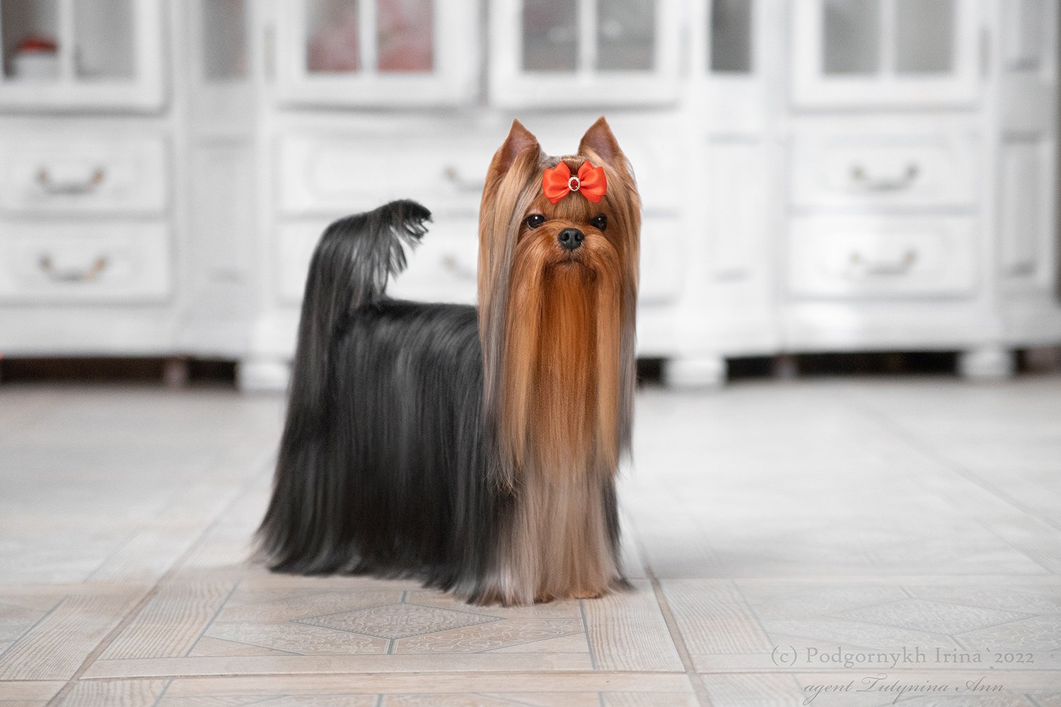 EXCELLENCE ABSOLUTE EXCELLENCE ABSOLUTE GREAT ART &mdash; Labaza DogPedigree YorkshireTerrier