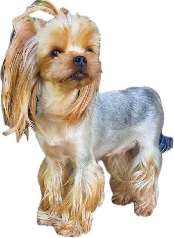 Wellary Wellary La Belle Vie &mdash; Labaza DogPedigree YorkshireTerrier