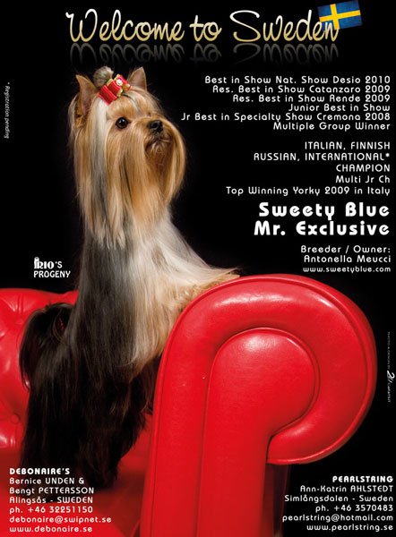 SWEETY BLUE MR. EXECLUSIVE &mdash; Labaza DogPedigree YorkshireTerrier