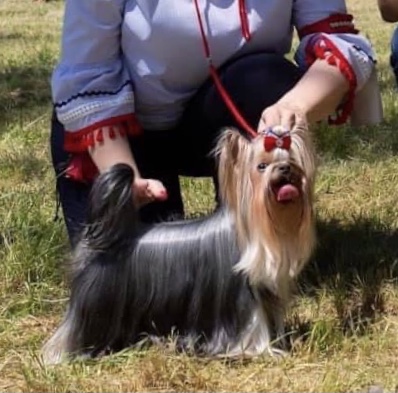 DEANJE DEANJE KEEP GOING &mdash; Labaza DogPedigree YorkshireTerrier