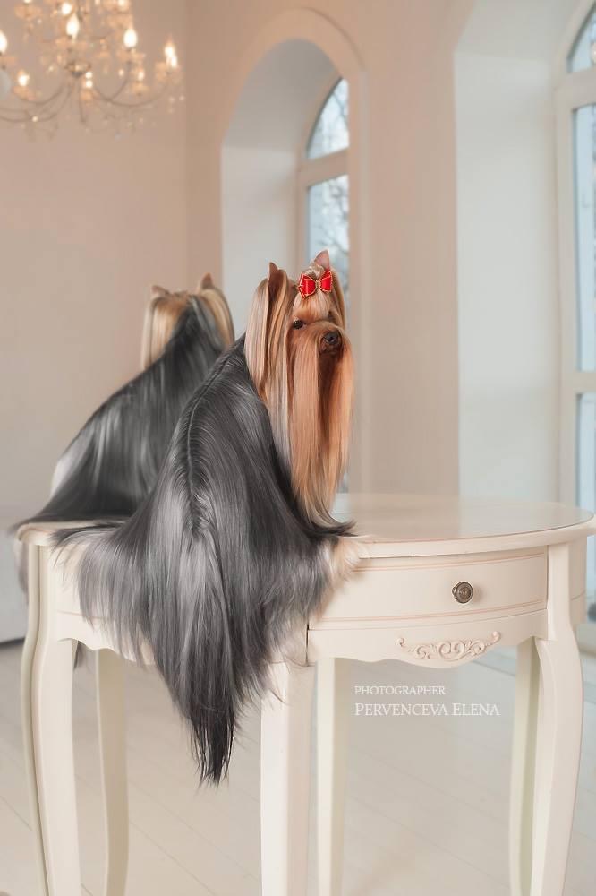 DEANJE DEANJE PERFECT PRIORITY &mdash; Labaza DogPedigree YorkshireTerrier
