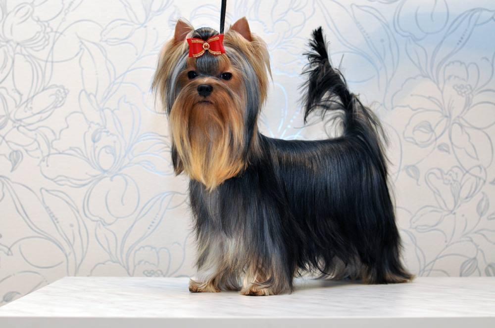 DEANJE DEANJE CHOICE BEST &mdash; Labaza DogPedigree YorkshireTerrier