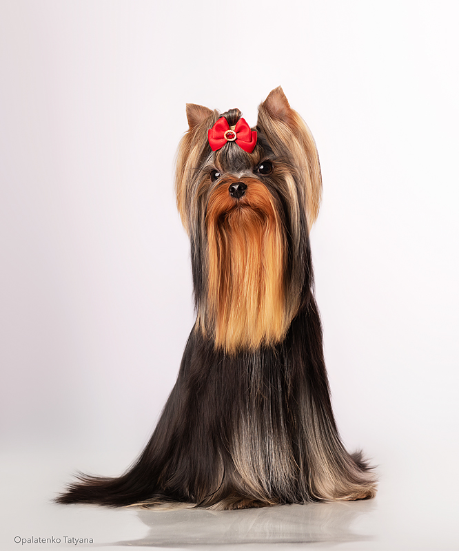 LOVERBOY DE LAVER STYLE &mdash; Labaza DogPedigree YorkshireTerrier