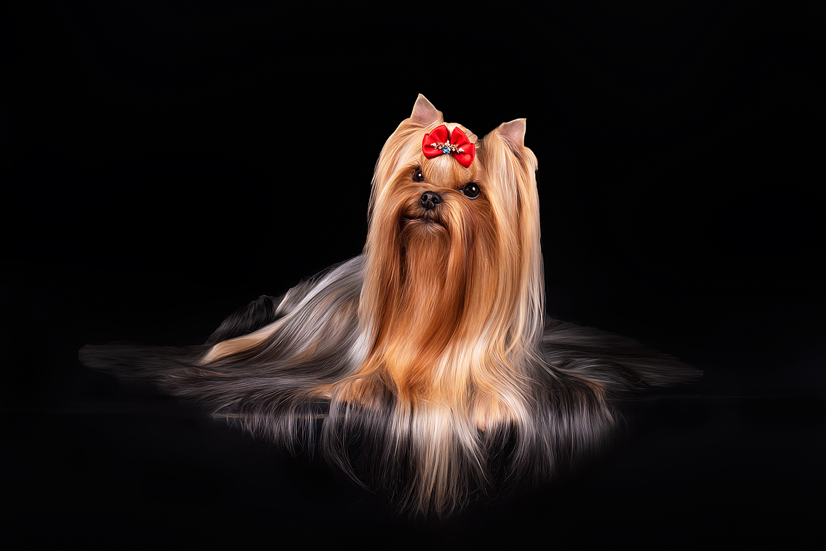 Jedi Sanse Kitana &mdash; Labaza DogPedigree YorkshireTerrier