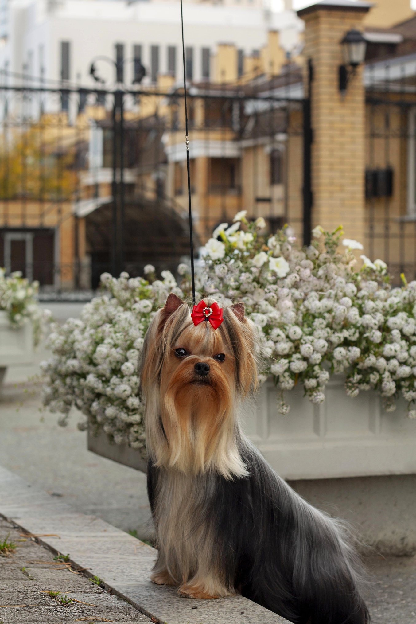 Olgaselyanina &mdash; Labaza DogPedigree YorkshireTerrier