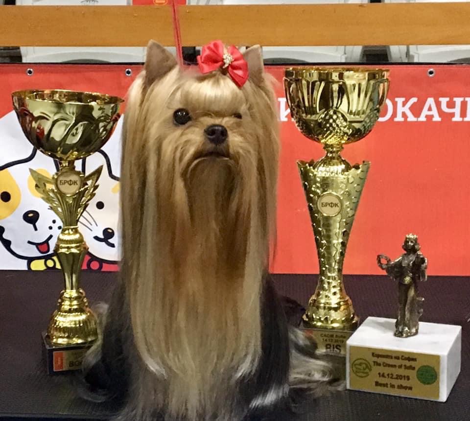 DEANJE DEANJE HOT KISSES BACK &mdash; Labaza DogPedigree YorkshireTerrier