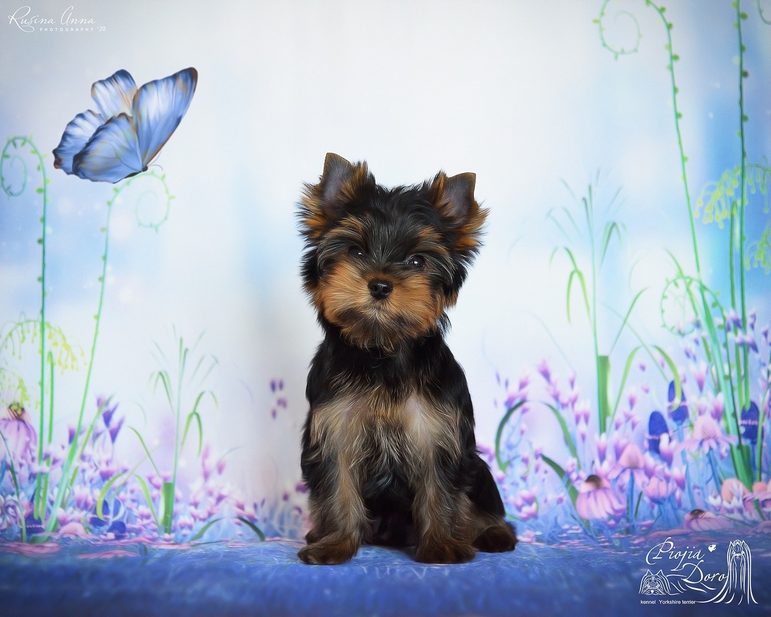 PIOJIA DORO PIOJIA DORO ILOR DE STAR &mdash; Labaza DogPedigree YorkshireTerrier