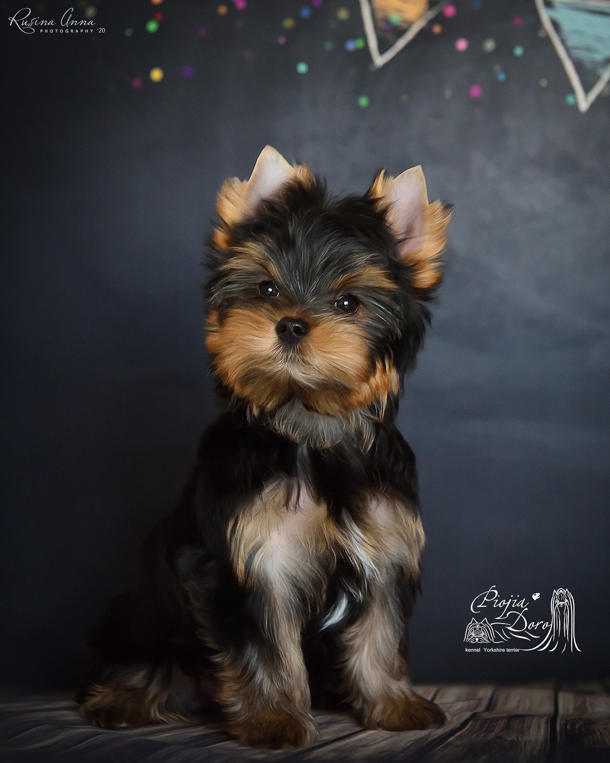 PIOJIA DORO PIOJIA DORO INTERSTELLAR &mdash; Labaza DogPedigree YorkshireTerrier
