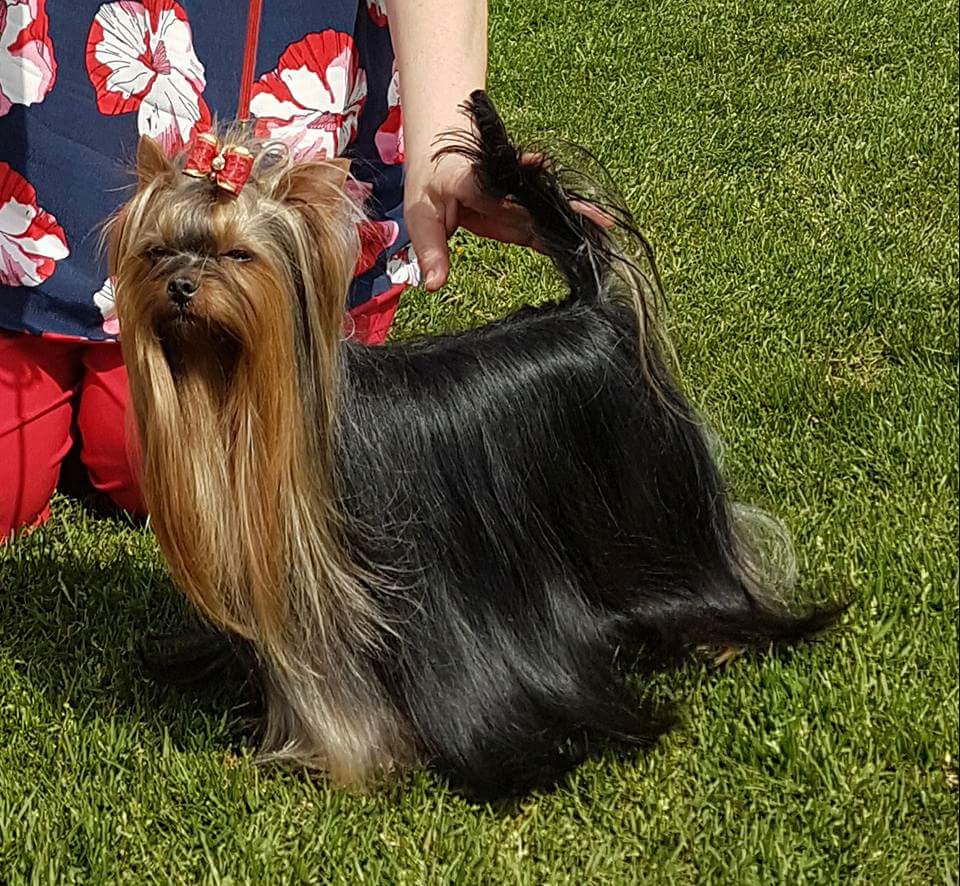 RIGAIR Rigair Lacosta Lux &mdash; Labaza DogPedigree YorkshireTerrier