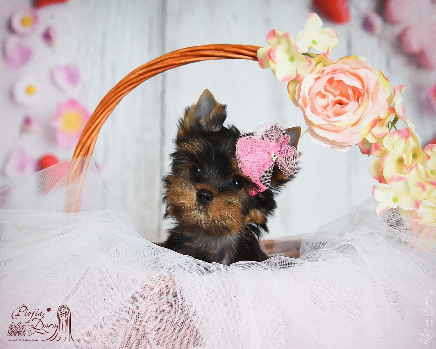 PIOJIA DORO PIOJIA DORO IMIRA MY BABY &mdash; Labaza DogPedigree YorkshireTerrier