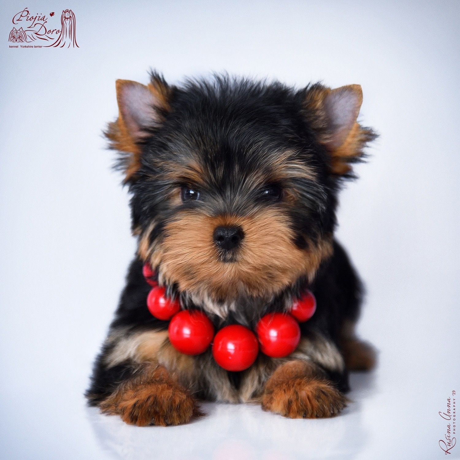 PIOJIA DORO PIOJIA DORO ZARABELLA AMORE &mdash; Labaza DogPedigree YorkshireTerrier