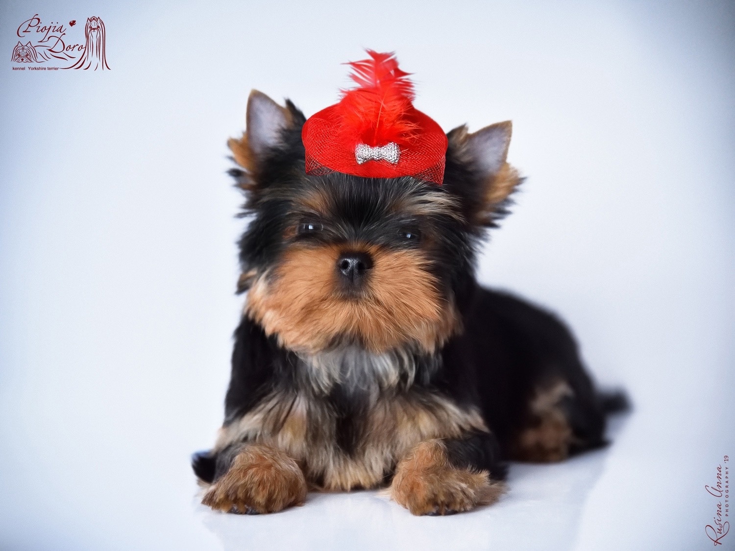 PIOJIA DORO PIOJIA DORO ZIFINA MIO TESORO &mdash; Labaza DogPedigree YorkshireTerrier