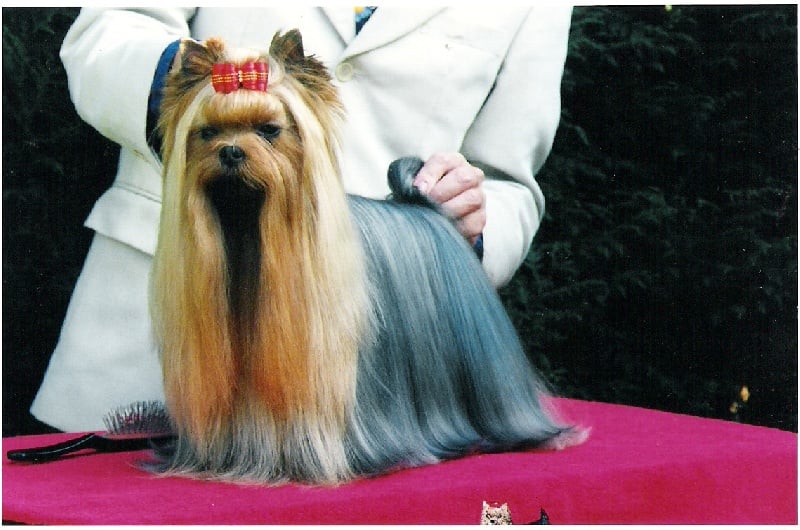 Durrer DURRER'S HIGH FLYER &mdash; Labaza DogPedigree YorkshireTerrier
