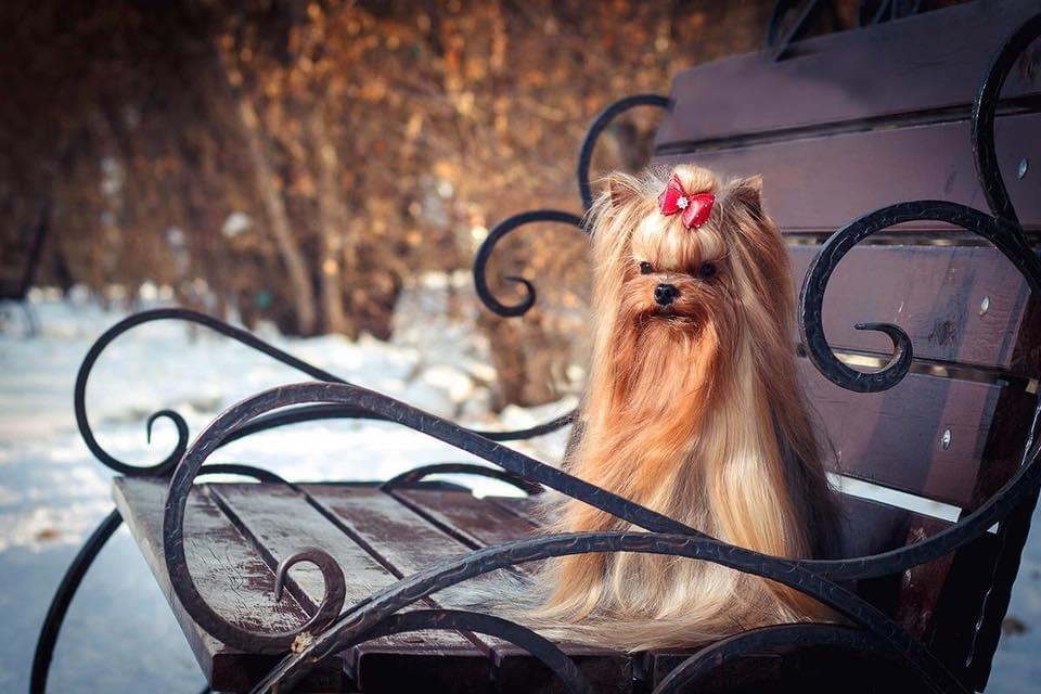 DEANJE DEANJE CLONDIKE &mdash; Labaza DogPedigree YorkshireTerrier