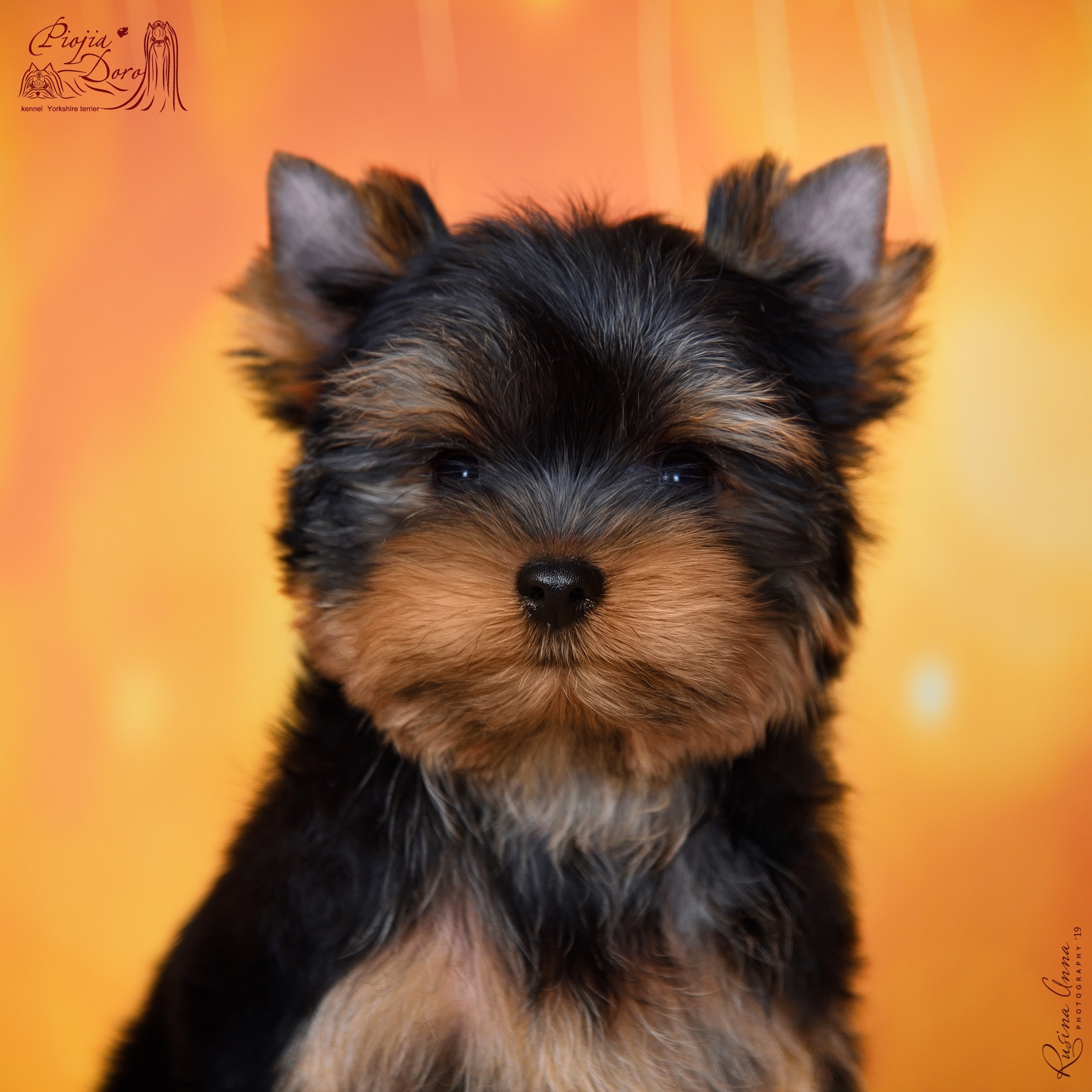 PIOJIA DORO PIOJIA DORO ZAKI BIG DREAM &mdash; Labaza DogPedigree YorkshireTerrier