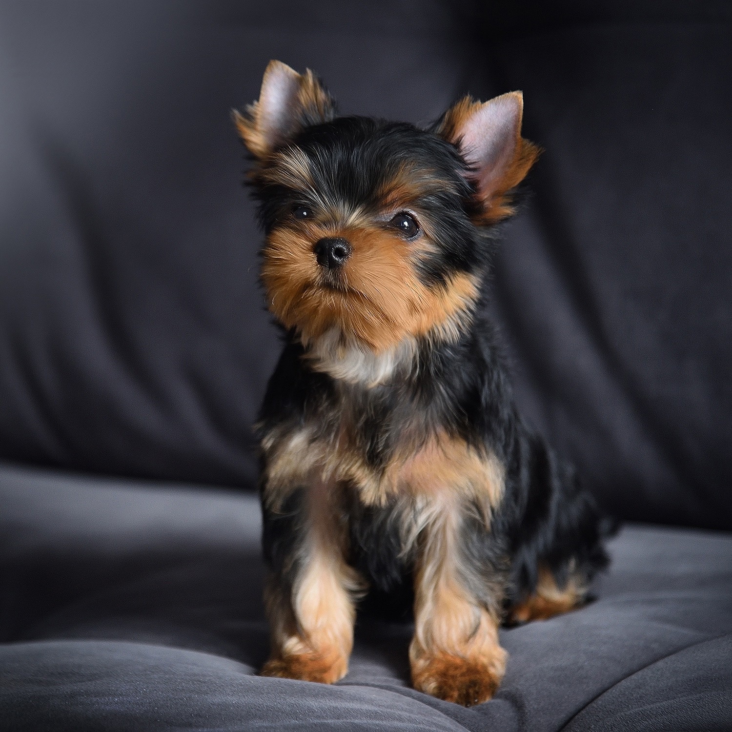 PIOJIA DORO PIOJIA DORO ZILLION &mdash; Labaza DogPedigree YorkshireTerrier