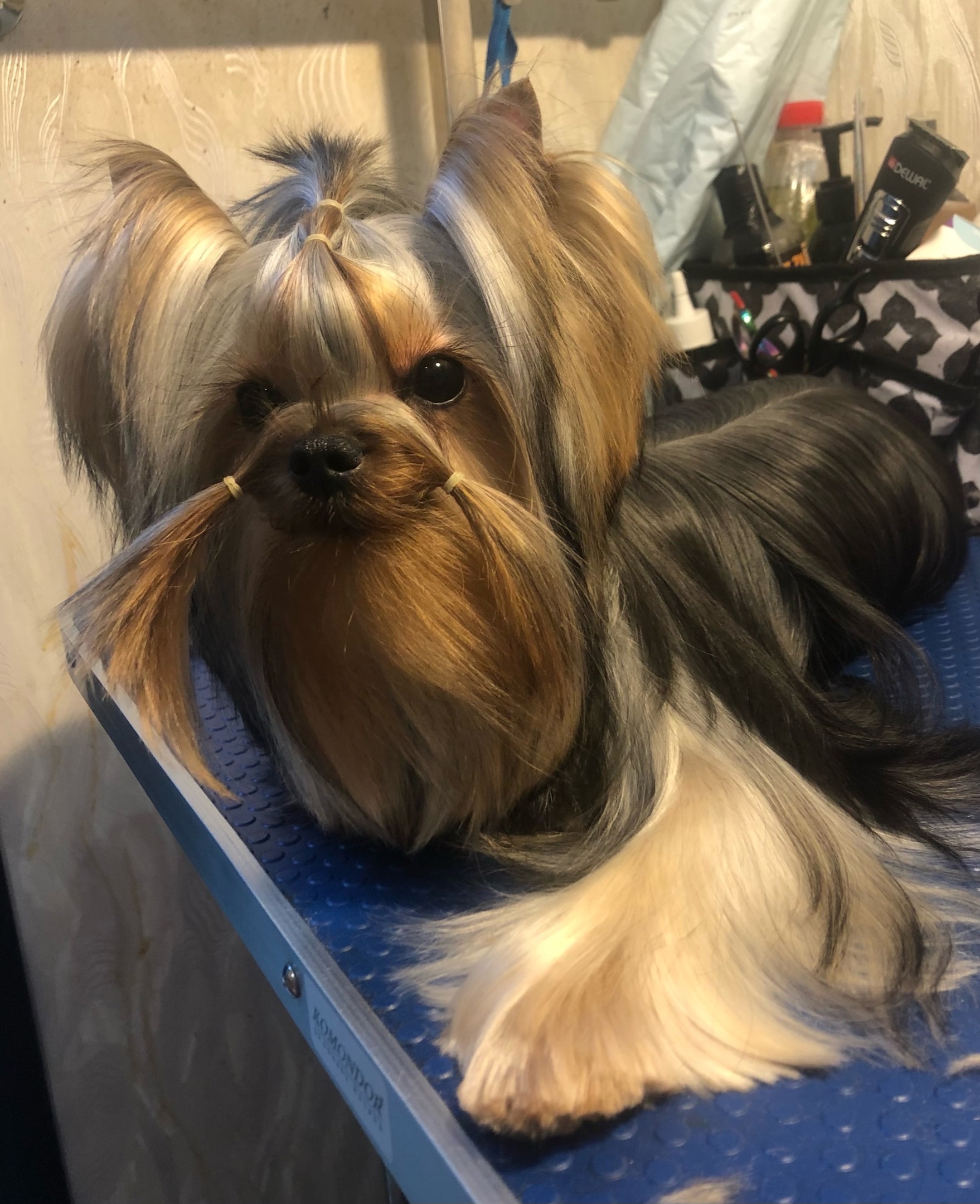 PIOJIA DORO PIOJIA DORO ZOOMER &mdash; Labaza DogPedigree YorkshireTerrier