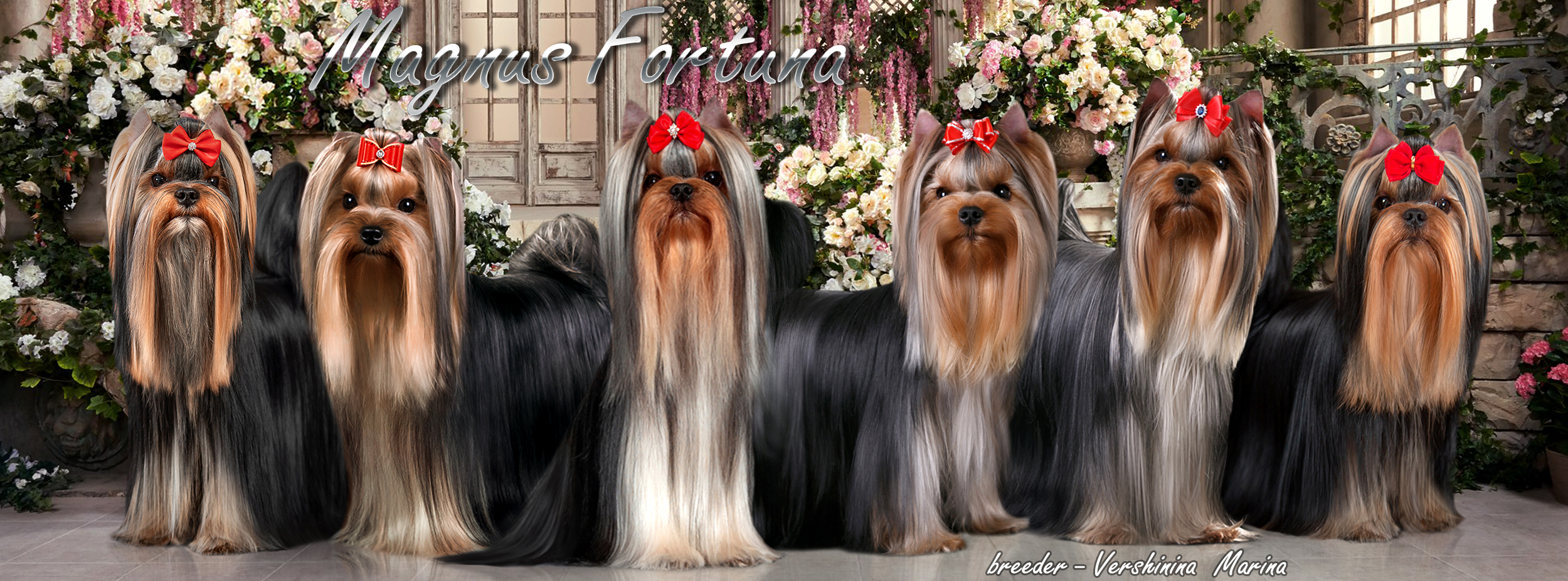 Magnus Fortuna &mdash; Labaza DogPedigree YorkshireTerrier