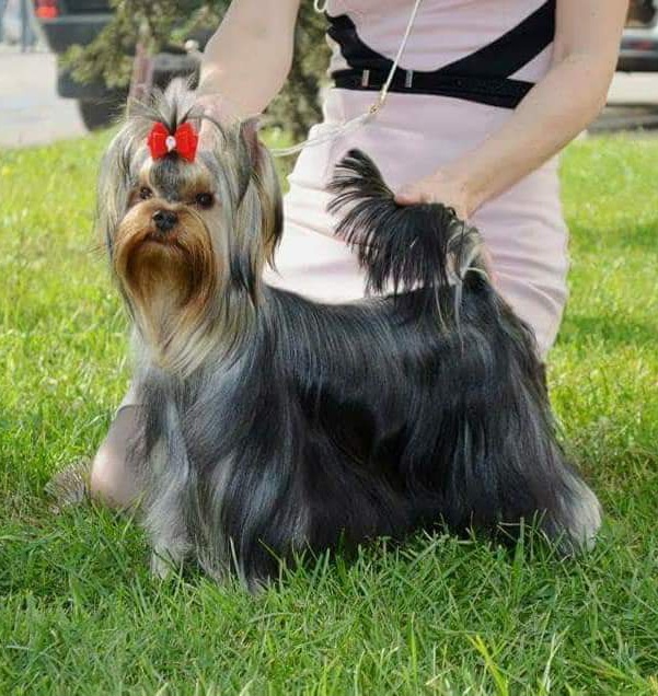  MOY IDEAL BACARDI BLACK SIMBA &mdash; Labaza DogPedigree YorkshireTerrier