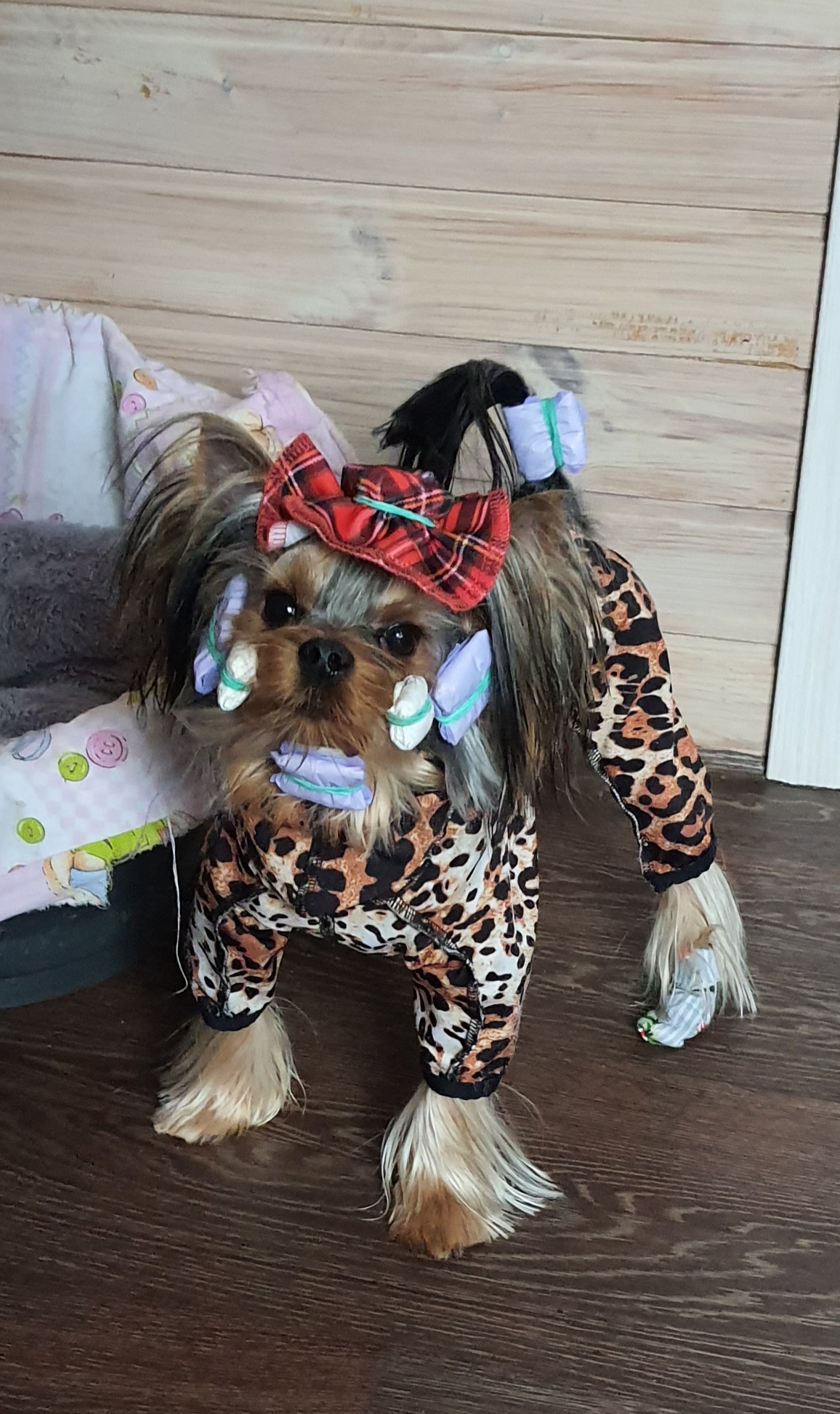 Wellary WELLARY ISKANDER &mdash; Labaza DogPedigree YorkshireTerrier